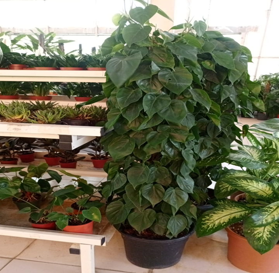 Philodendron Heartleaf