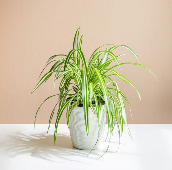 spider plant holland