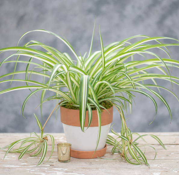 spider plant