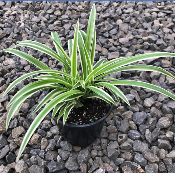 spider plant ( Local ) (Chlorophytum comosum) is a popular and resilient houseplant known for its attractive foliage and ease of care.