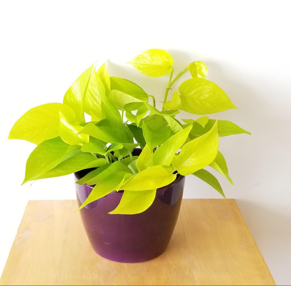 Neon pothos