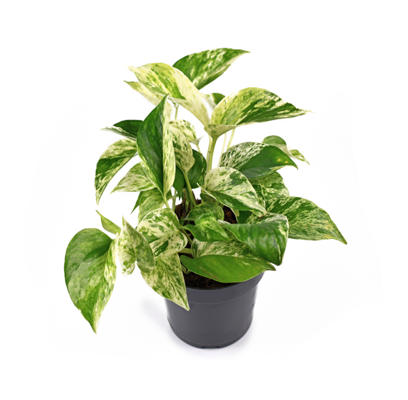 Marble Pothos