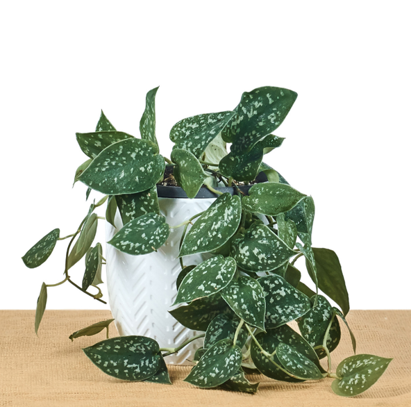 Satin Pothos