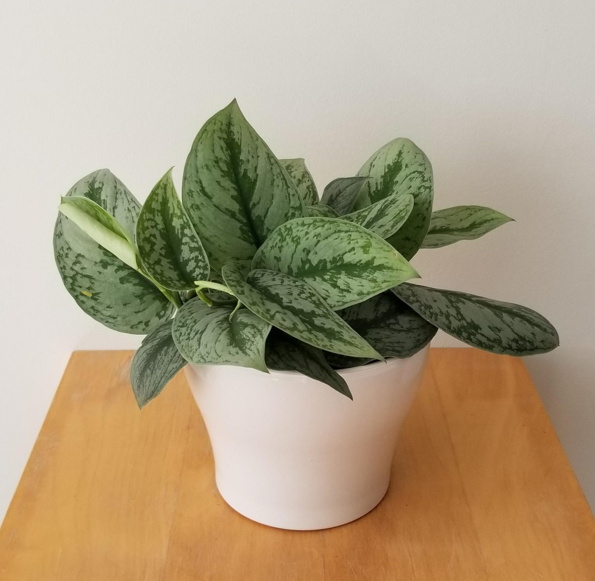 Silver Pothos