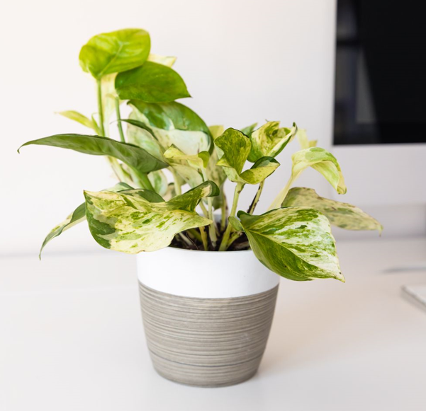 Manjula Pothos