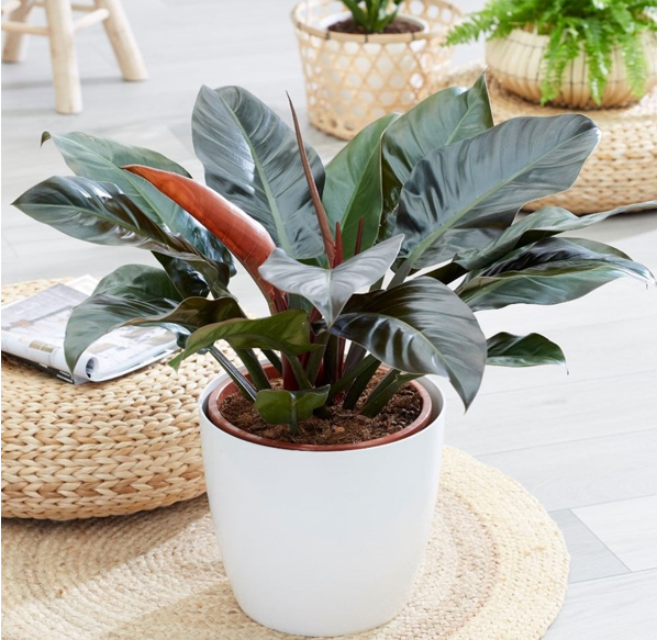 Philodendron Imperial Red