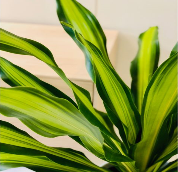 Dracaena massangeana Leaf