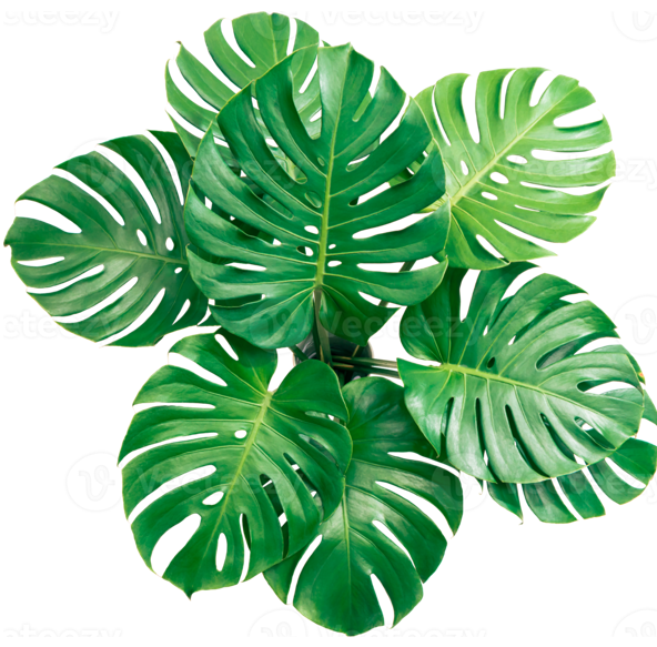 Monstera leaves