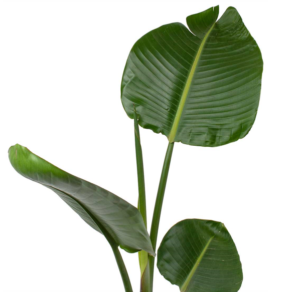 Strelitzia Plant leaves