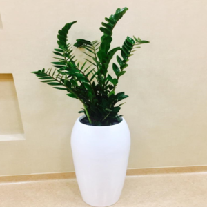 Yang fiber glass pot