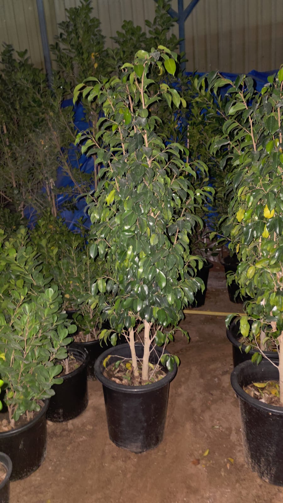 Ficus-Benjamina-weeping-fig