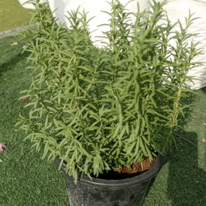 Rosemary