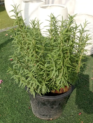 Rosemary