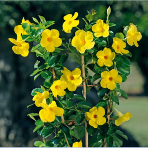 Mandevilla Yellow