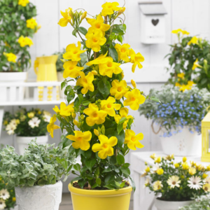 Mandevilla Yellow