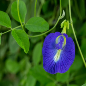 Blue pea