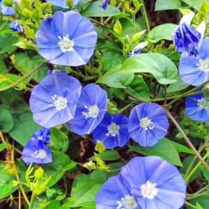 Jacquemontia Pentanthos