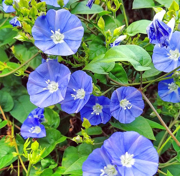 Jacquemontia Pentanthos