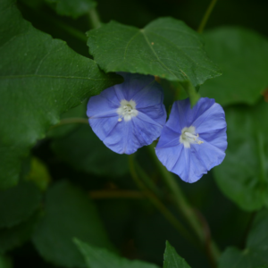 Jacquemontia Pentanthos