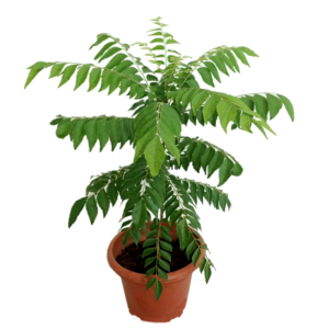 Curry leaves tree