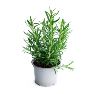 Rosemary Plant