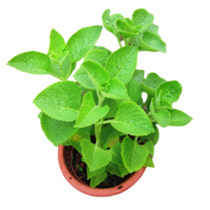 Ajwain