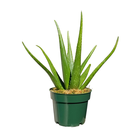 Aloe vera