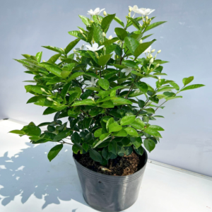 Wrightia antidysenterica