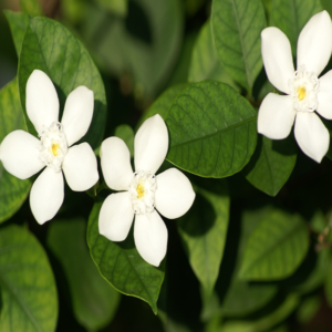 Wrightia antidysenterica