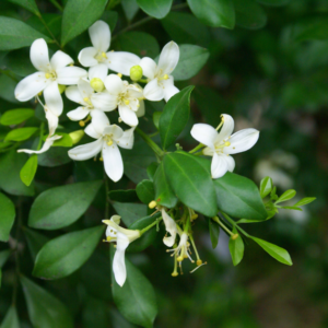 Murraya Paniculata