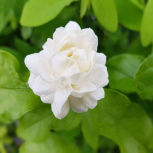 Jasmine