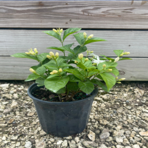 Jasmine | Jasmine Sambac