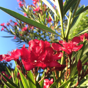 Nerium oleander