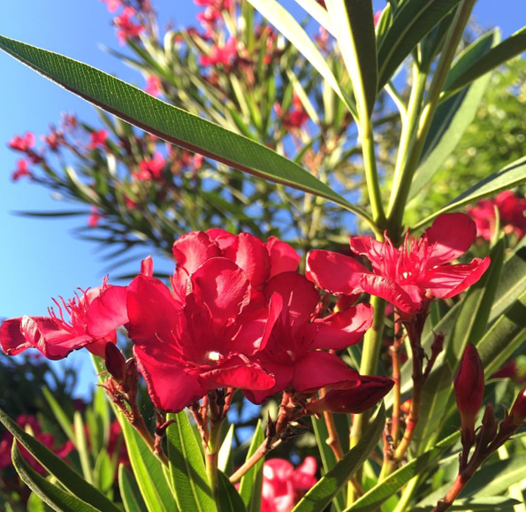 Nerium oleander