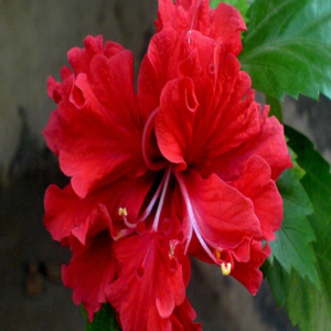 Hibiscus