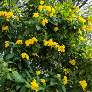 Yellow Elder