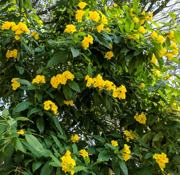 Yellow Elder