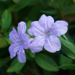 Wild Petunias