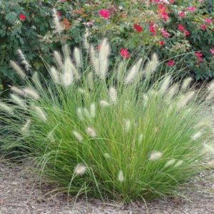 Fountain Grass