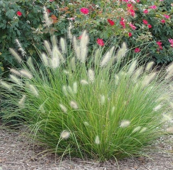 Fountain Grass