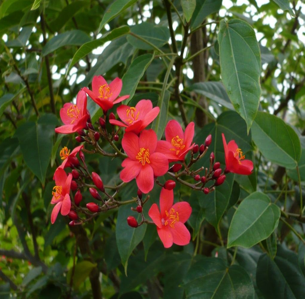 Rose-Flowered Jatropha