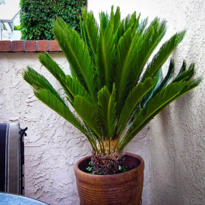 Sago Palm