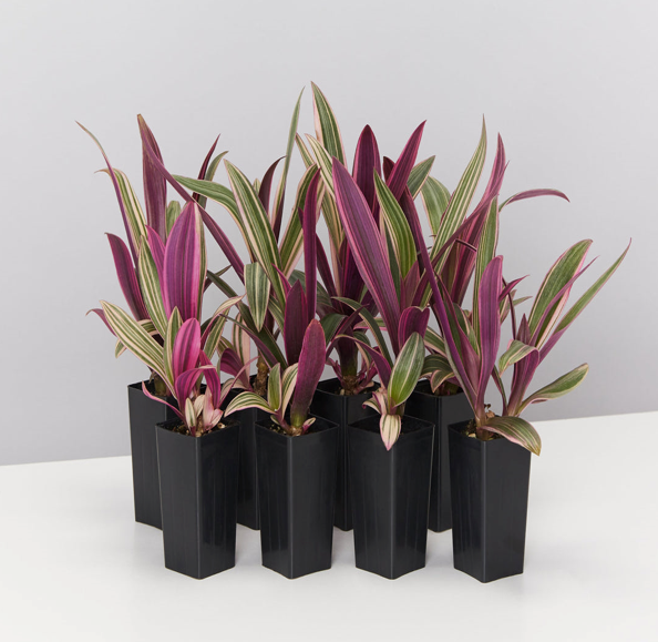 Rhoeo Discolour Plant