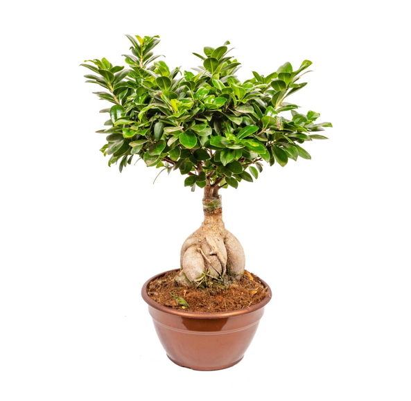 Ficus Ginseng Bonsai