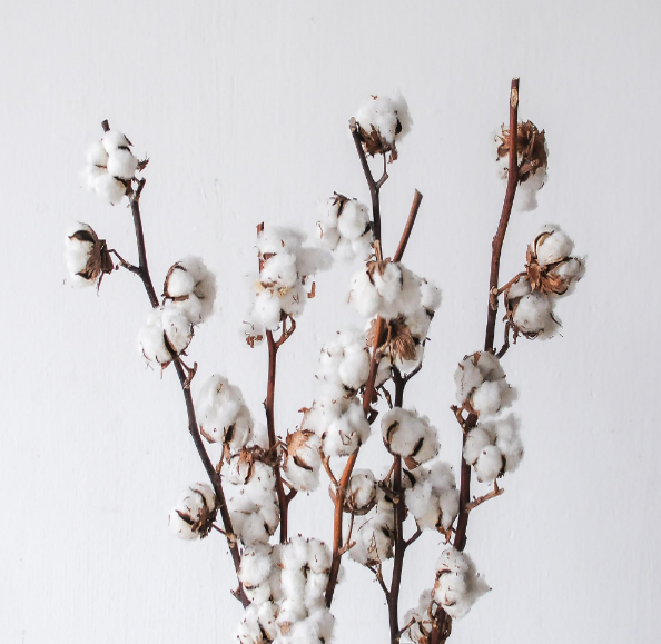 Cotton Stem