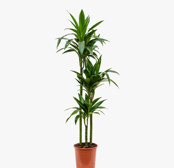 Dracaena Janet Craig