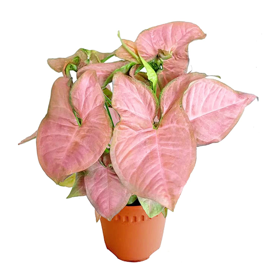 Pink Syngonium