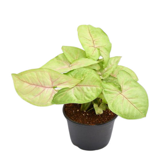 Syngonium Pink Allusion