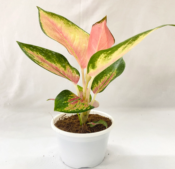 Aglaonema Red Desire