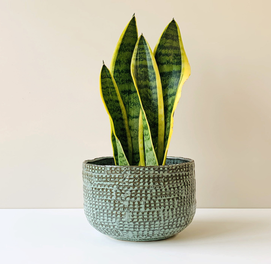 Sansevieria dwarf